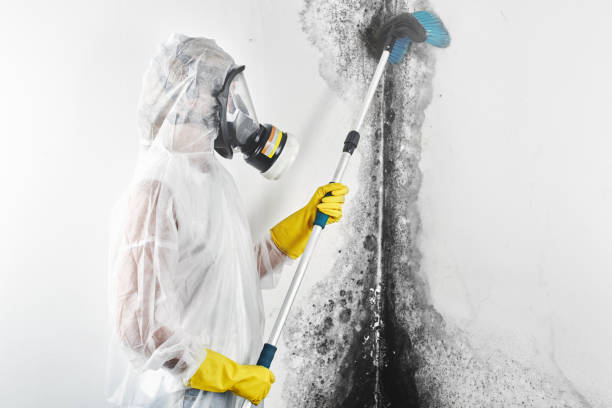 Best Environmental Consulting for Mold Prevention  in The Pinehills, MA