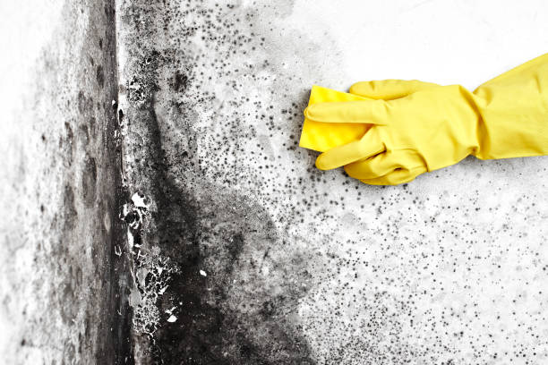 Best Industrial Mold Remediation  in The Pinehills, MA