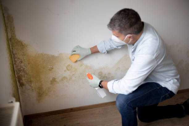 Best Emergency Mold Remediation  in The Pinehills, MA