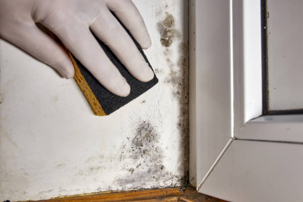 Best Mold Prevention Services  in The Pinehills, MA