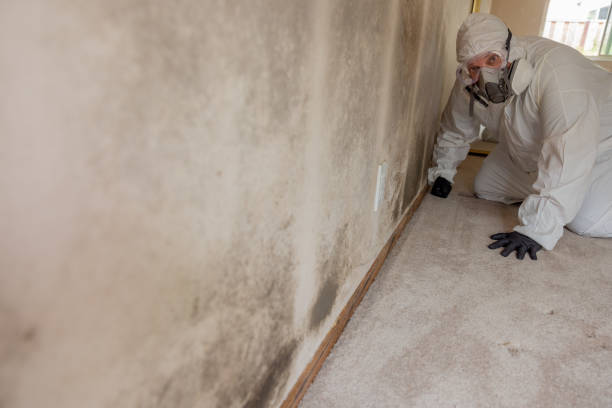 Best Asbestos and Lead Testing During Mold Inspection  in The Pinehills, MA